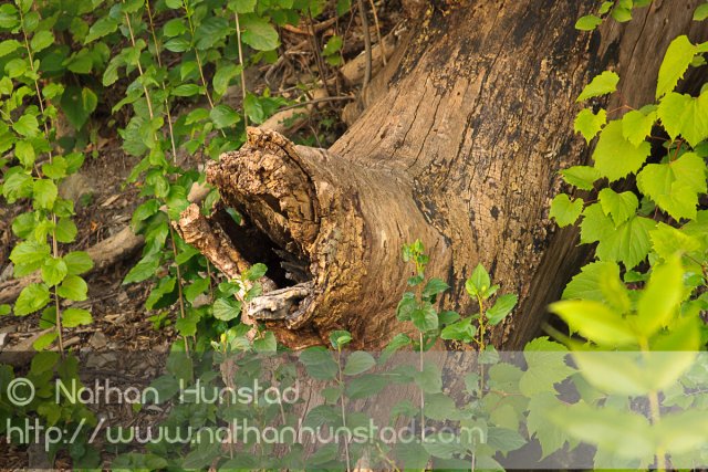 A gnarled tree trunk near the Mississippi River.
